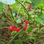 Solanum dulcamaraFrugt