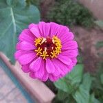 Zinnia elegansപുഷ്പം