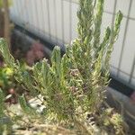 Lavandula stoechasList