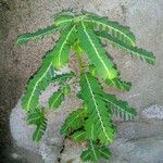 Phyllanthus amarus 葉