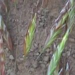 Bromus arvensis 花