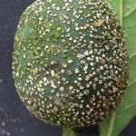 Randia armata Fruit