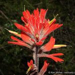Castilleja affinis Цветок