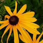 Rudbeckia fulgida Virág