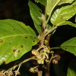 Sloanea faginea Flower