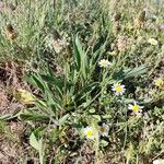 Plantago argentea Mosusu