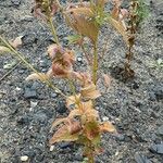 Agastache rugosa Hàbitat