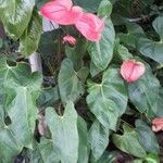 Anthurium nymphaeifolium Fulla