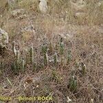 Caralluma burchardii Habitus