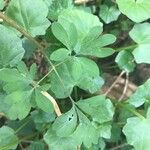 Corydalis × hausmannii Leaf