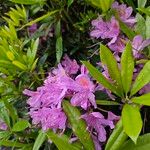 Rhododendron ponticum Pokrój