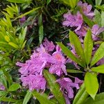 Rhododendron ponticum Habit