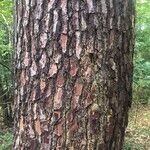 Pinus pinaster Schors