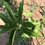 Myoporum laetumFlower