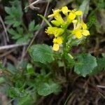 Barbarea rupicola Flower