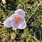 Crocus vernusফুল