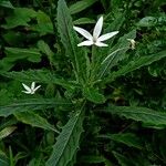 Hippobroma longiflora Цветок