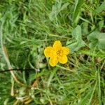 Ranunculus thora Flor