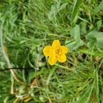 Ranunculus thora Bloem