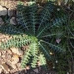 Galactites duriaei Likasa