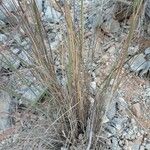 Calamagrostis recta Leaf