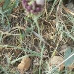Allium acutiflorum 花