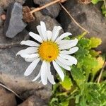 Argyranthemum thalassophilum Flower