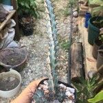 Euphorbia greenwayi Hoja