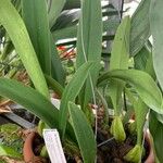 Bulbophyllum crassipes Hoja