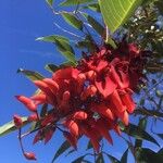 Erythrina crista-galli Blad