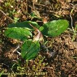 Ambrosina bassii Habit