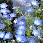 Nemophila menziesiiBlüte