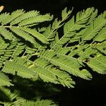 Vachellia collinsii Ліст