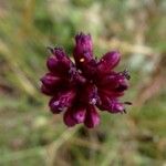 Allium sphaerocephalon Blüte