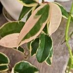 Hoya carnosa Leaf