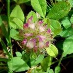 Trifolium lappaceum Övriga