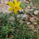 Narcissus minor Flower