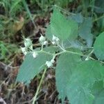 Rubus macrophyllus Vrucht