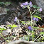 Phacelia bipinnatifida Hábitos