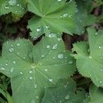 Alchemilla vulgaris برگ