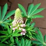 Lupinus polyphyllus Fleur