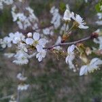 Prunus fruticosa Blomst