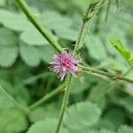 Mimosa diplotricha Flower