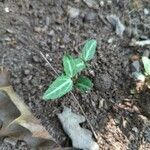 Chimaphila maculata Hoja