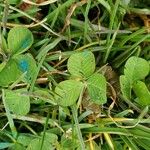 Trifolium fragiferum Leaf