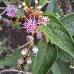 Cyrtocymura scorpioides Flower