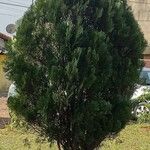 Platycladus orientalis عادت داشتن