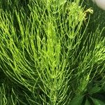 Equisetum arvense Blad