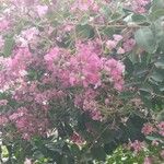 Lagerstroemia indicaКвітка