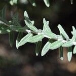 Hubertia tomentosa Frunză